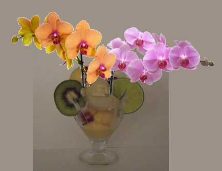 coupe sorbet exotique